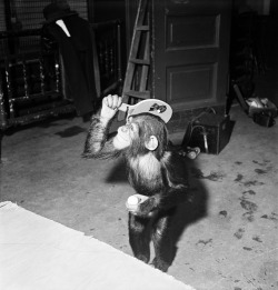 funjoke:Roman Vishniac - Cookie the Chimpanzee playing ping-pong,