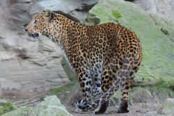 llbwwb:  Leopard  (via All sizes | Sri Lanka Panter | Flickr