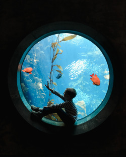 chrisozer:  Monterey Bay Aquarium – April, 2016 