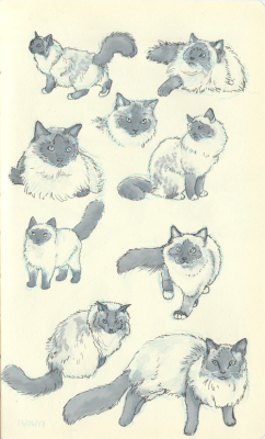 anonbaph:Study of cats to draw Potya/ Пётя.They were …
