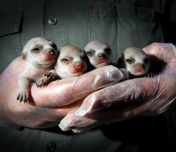 guardian:  A meerkat in the hand…. Four meerkat pups born at