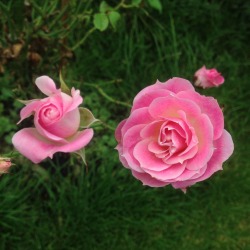 pluvilis:  pluvilis:  baby roses in our garden   1996 x plant x princess x rainbow x have
