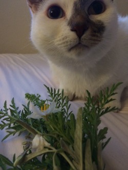 watar-melon: I picked my mom some flowers and bud loved them 