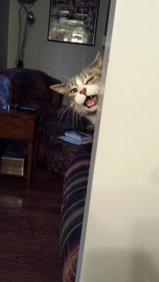 awwww-cute:  When I eat dinner before feeding the cat