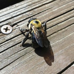 naturalplant:  Bee shadows 