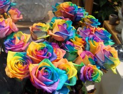 rainbow roses