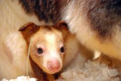 zooborns:  Roger Williams Park Zoo Welcomes Endangered Tree Kangaroo