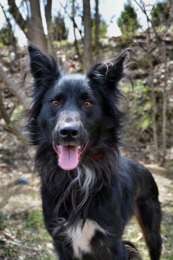 shelterlove:  Say hello to Prince. He certainly is handsome enough