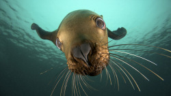 funkysafari:  Canada, Hornby Island, Steller sea lion (Eumetopias