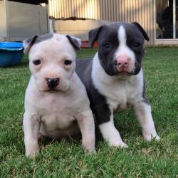 dogsandpupsdaily:  - American Staffordshire Terrier. Want more?