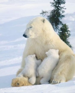 Lunch break (a Polar Bear nursing her cubs)