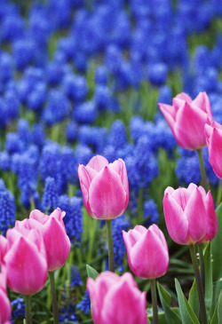 drxgonfly:  tulip and muscari (by * Yumi *) 