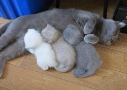 awwww-cute:  The kitten color printer ran out of ink mid way