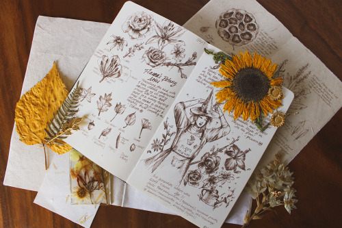 darkmacademia:an old botanical spread in a sepia fineliner +
