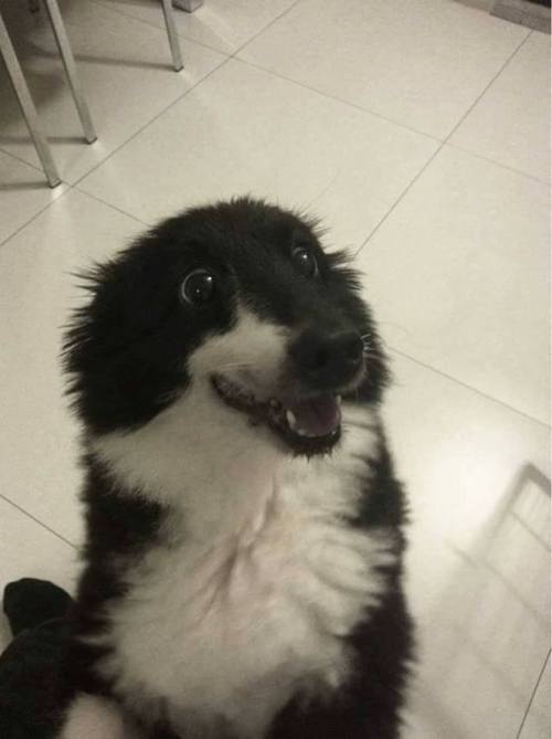 lloonlloon:   hitmewithcute: Am I the good boy? Really??   I