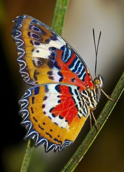 Butterflies are self-propelled flowers. ~ R.H. Heinlein  (Malay