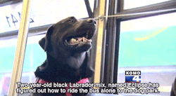 gh0stie:  huffingtonpost:  Seattle Dog Figures Out Buses, Starts
