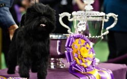 And the winner is … (Banana Joe, an Affenpinscher, stands