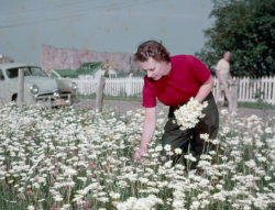 nemfrog:  A woman picks daisies at Percé on Québec’s Gaspé