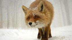 nortedelaluna:  Cutest.Fox.Ever.
