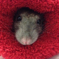 wag-your-tail:  I’m dying because my rat is so cozy and cute.