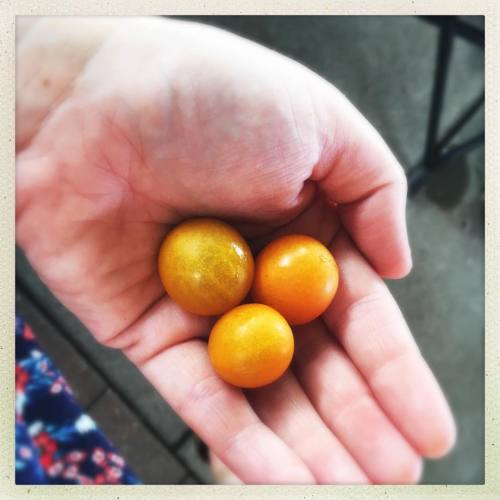 <p>Bonus of this contest - a really sweet old man just walked by with a giant bag full of the most delicious golden cherry tomatoes I’ve ever eaten. They made a nice side dish to my #paleo snack bags. #beefjerky #eatingpaleoontheroad  (at Bluegrass Along The Harpeth)</p>
