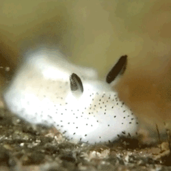 princess-peachie:  huffingtonpost:  Fluffy Bunny Sea Slugs Make