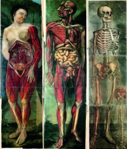 iamscumqueen:  Three plates from the first full-colour anatomical