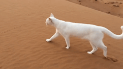 laurathelionqueen: sovaiill:  sixpenceee:  Cats always step in