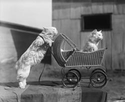 Circus cats, Culver City, California, 1925.