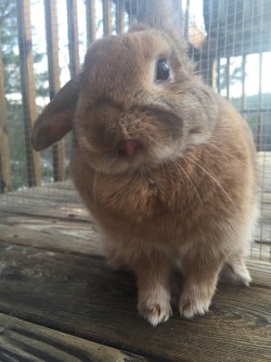 bunniesarethebest:  This is Miley, sticking out her tongue for