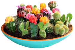 transparent-flowers:  Yayy here’s a happy bowl of succulents!