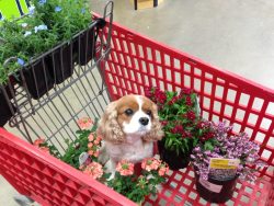 all-dog-breeds:  Izzy helping me shop 