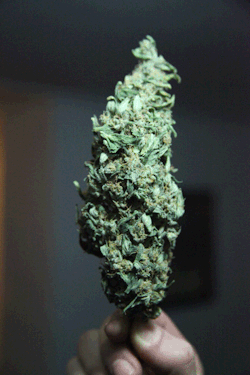 Paz e Ganja