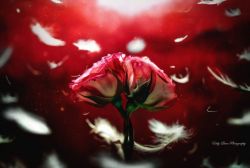 Red Devotion