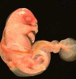  Pangolin foetus. Source 