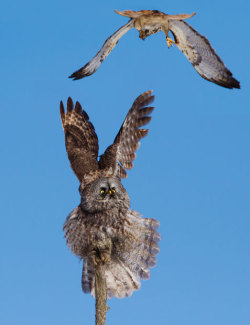 On defense (Great Grey Owl and Red-tailed Hawk ~ by Mircea Costina)