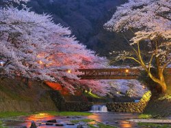 Spring has sprung in Japan