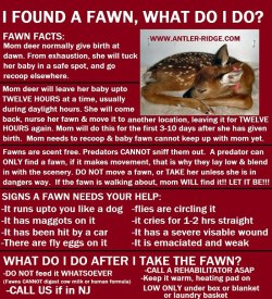 llbwwb:   PSA:by Antler Ridge Wildlife Sanctuary. Reblog to save