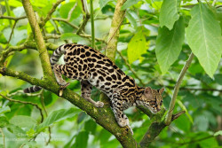  (via Margay (Leopardus wiedii) by Juan Carlos Vindas / 500px)