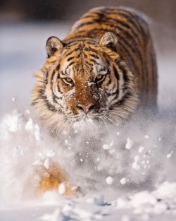 beautiful-wildlife:  Amur Tiger by © suhaderbent
