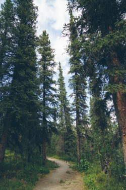 northskyphotography:  Deep Forest by North Sky Photography 