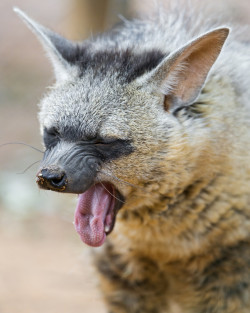 ultrahyenagirlblog:  A photo of Archie the aardwolf by Tambako