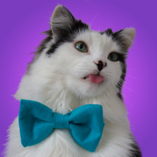 monfevre: theoreocat:  polyamorous-tangles:  why-animals-do-the-thing: