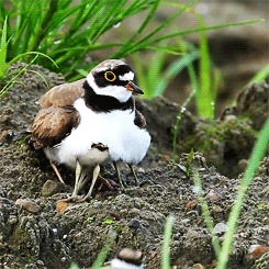 fat-birds:  little ringed plover mama and her babies.