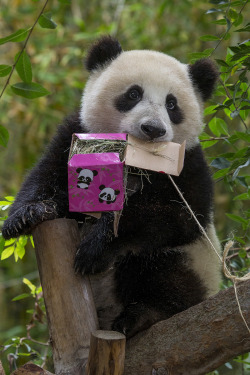 sdzoo:  More photos from Mr. Wu’s first birthday party yesterday.