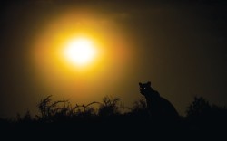 Windows to the soul (Leopard in Kgalagadi Transfrontier Park,