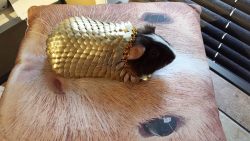 iguanamouth:  thefingerfuckingfemalefury:  agelfeygelach:  kittsman:  The mightiest warrior, Sir Pigglesworth.  i didn’t know what i needed to see to motivate me this morning. Apparently it was a cavy in bronze scale. Gods bless.  He is a noble knight