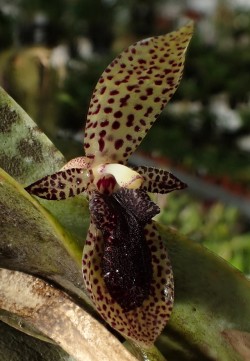 orchid-a-day: Pleurothallis punctulata Syn.: Humboltia punctulata;