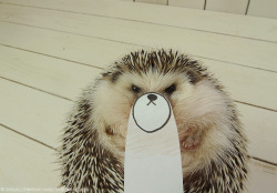 fragiledecadence:  Heh heh  Mad hedgie!